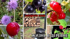 #89 утреннее обливание / плов в казане / живая изгородь из ивы #деревенскаяжизнь #наталистар