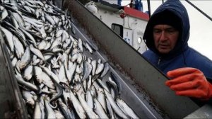 В России оценили протесты армянских рыбоводов