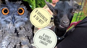 Сова без косметики - смех на палке! Козёл дружит собачку и делает вид, что миленький, но я не верю!