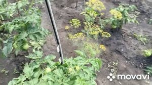 Что сделала в огороде.Ужин.Веники в баню