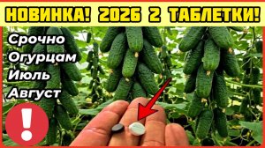 Новинка! 2 Таблетки под огурцы! Июль- Август! Результат шокирует за 3 дня! Лучшая подкормка огурцов!