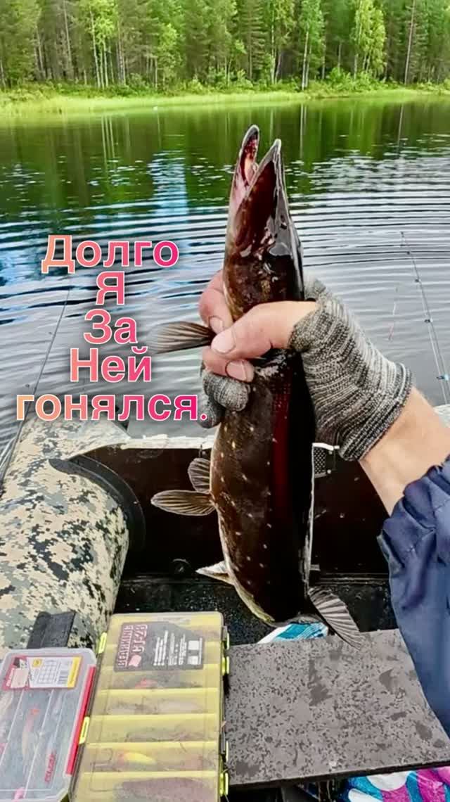 Долго за ней гонялся 15 минут. #рыбалка #fishing смотреть онлайн