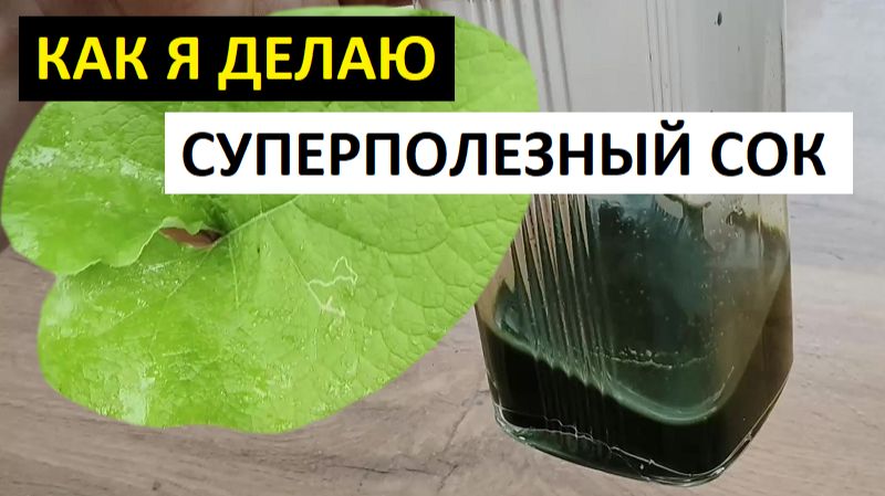 Как делать сок из листьев лопуха