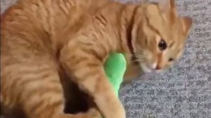 огурец и кот