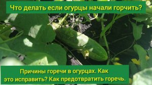 Что делать если огурцы начали горчить причины горьких огурцов почему горчат огурцы как исправить