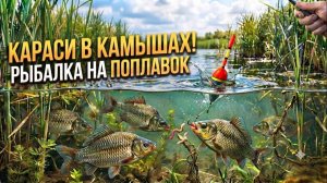 Рыбалка на поплавок на лесном озере! Секрет ловля карася раскрыт Только Самая Лучшая Русская Рыбалка