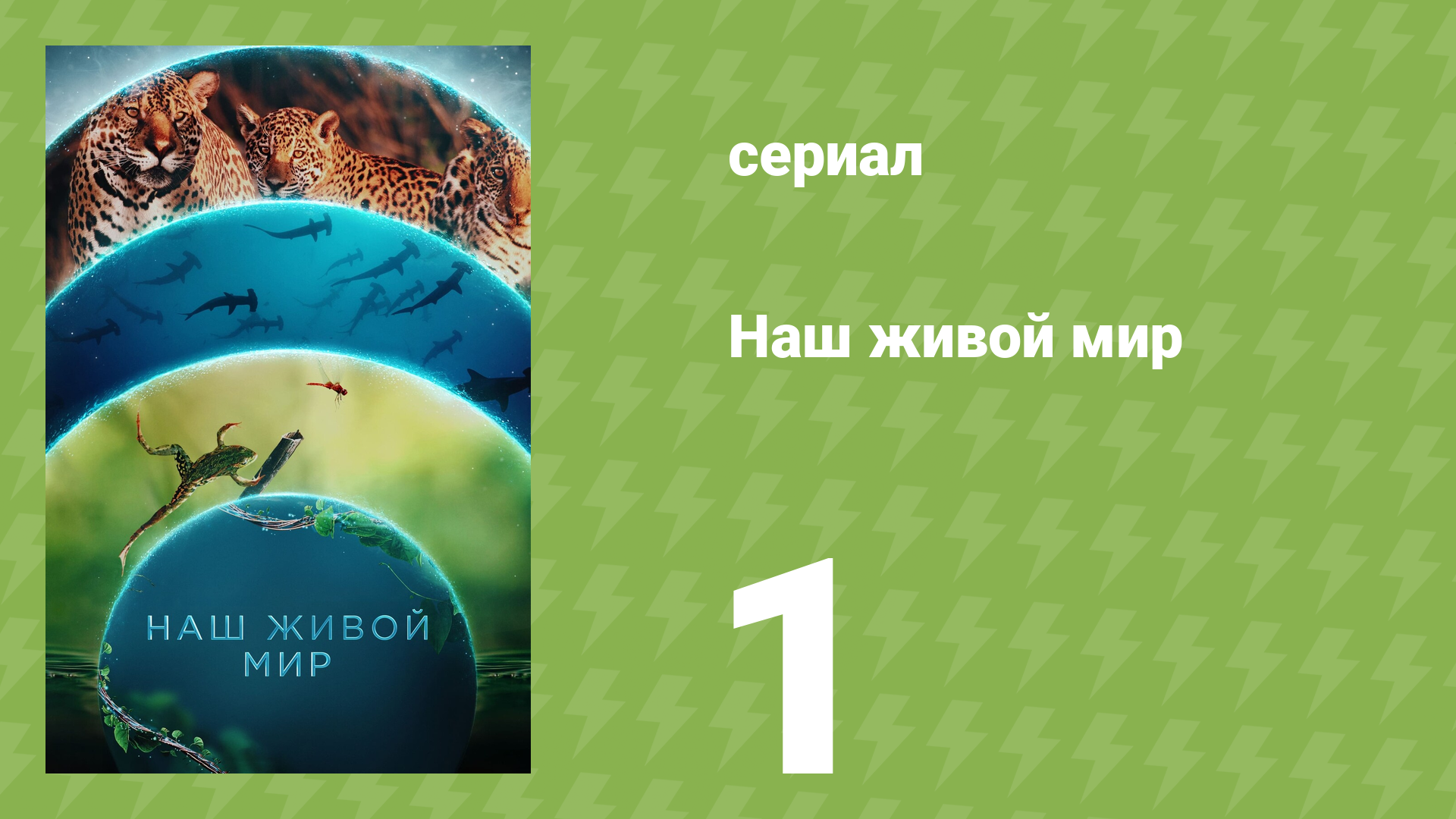Наш живой мир 1 сезон 1 серия (документальный сериал, 2024) смотреть онлайн
