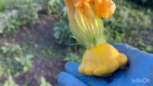 РЕЦЕПТ КАБАЧКОВОЙ ИКРЫ✅👍ЧУДО-ГРОШИК🫶🥰/жизнь здесь и сейчас ✅❤️