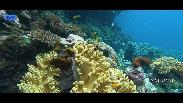 Подводный мир Raja Ampat 4K. Июнь 2026. смотреть онлайн