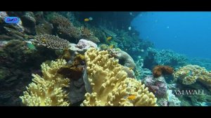 Подводный мир Raja Ampat 4K. Июнь 2026.