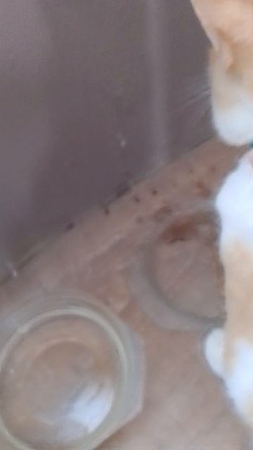 кот2 😻😻😻 🥰🥰🥰🥰🥰🥰🥰🥰🥰