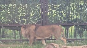 WUVW2716_20.07.2026-Видео от Светланы