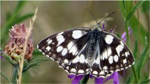 Бабочка🦋 «Пестроглазка галатея» (Melanargia galathea) 🦋-Wunderschöne Blüte-Schmetterlinge.