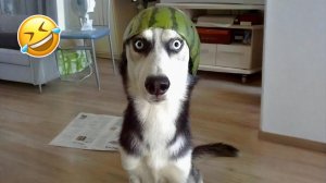 Самые смешные видео с кошками и собаками 2026 года😼🐶Постарайтесь не засмеяться😜