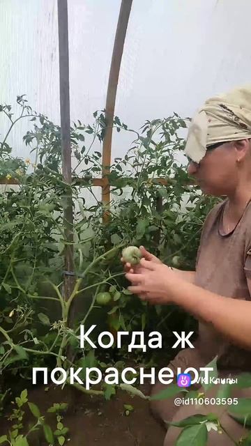 Помидоры смотреть онлайн