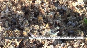 Более 20 млн пчел погибли на пасеках в 100 км от Красноярска