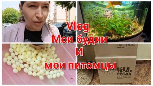 Vlog: Мои будни// Обзор питомцев домашних.
