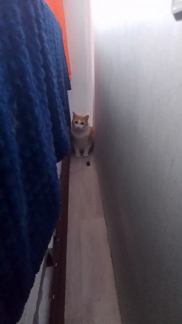 мемный кот 😻