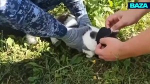 Кота-«наркокурьера» поймали в Нижегородской области.

Животное заметили возле исправительной колонии