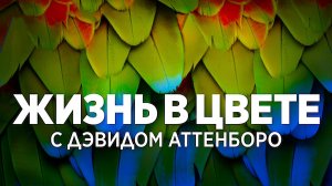 Жизнь в цвете с Дэвидом Аттенборо - 2 серия (2021) / Life in Colour