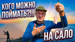 КОГО МОЖНО ПОЙМАТЬ НА САЛО?!!! ЖАДНЫЕ ПОКЛЕВКИ НА ДОНКУ. РЫБАЛКА НА ЛЕЩА.