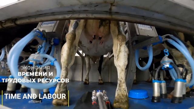 Система RoboSpray от DairyMaster