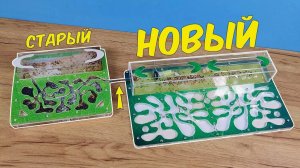 Переселяю Муравьев в новый огромный формикарий! Моим муравьям уже 7 лет