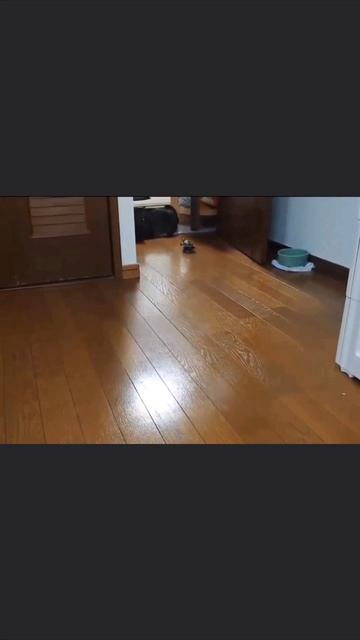 Человек подарил черепашке скейтборд и теперь она достает кота 😁