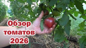 Обзор томатов-2026. Часть 2