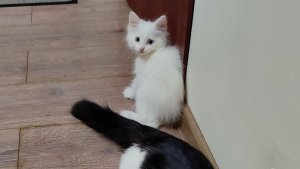 Невероятный прыжок котенка Микки. Котята Том и Майки играют.