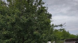 21 июля. Утро на даче. Видео привет.