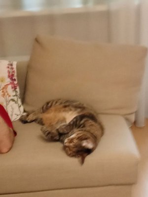 поиск котов часть 1