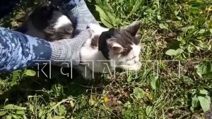 Дрессированный кот в ошейнике пытался пронести наркотики в тюрьму, но был задержан