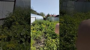 пол это лава