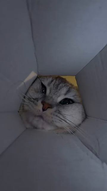 POV: Ты последний блинчик.😸