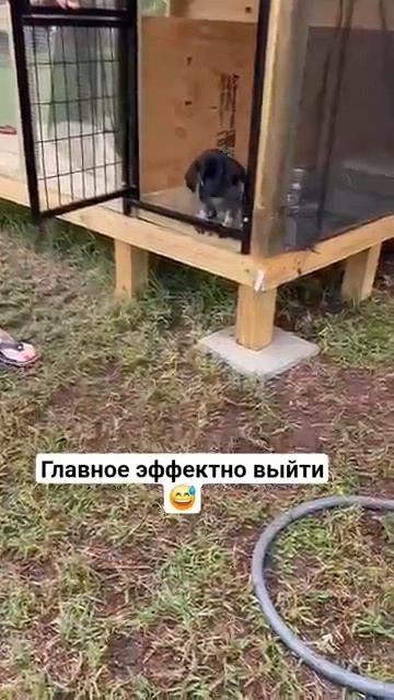 Юмор