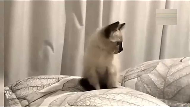 Всячинки смотреть онлайн