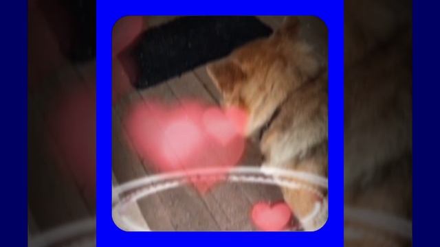 1000064490.mp4 (Собака смотрит на планируемую технологию подшива э/бруса у конька в доме А-фрейм) смотреть онлайн