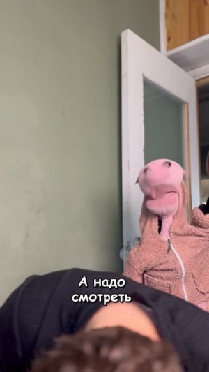 Смотри наш сериал «Парасячьи дела»!