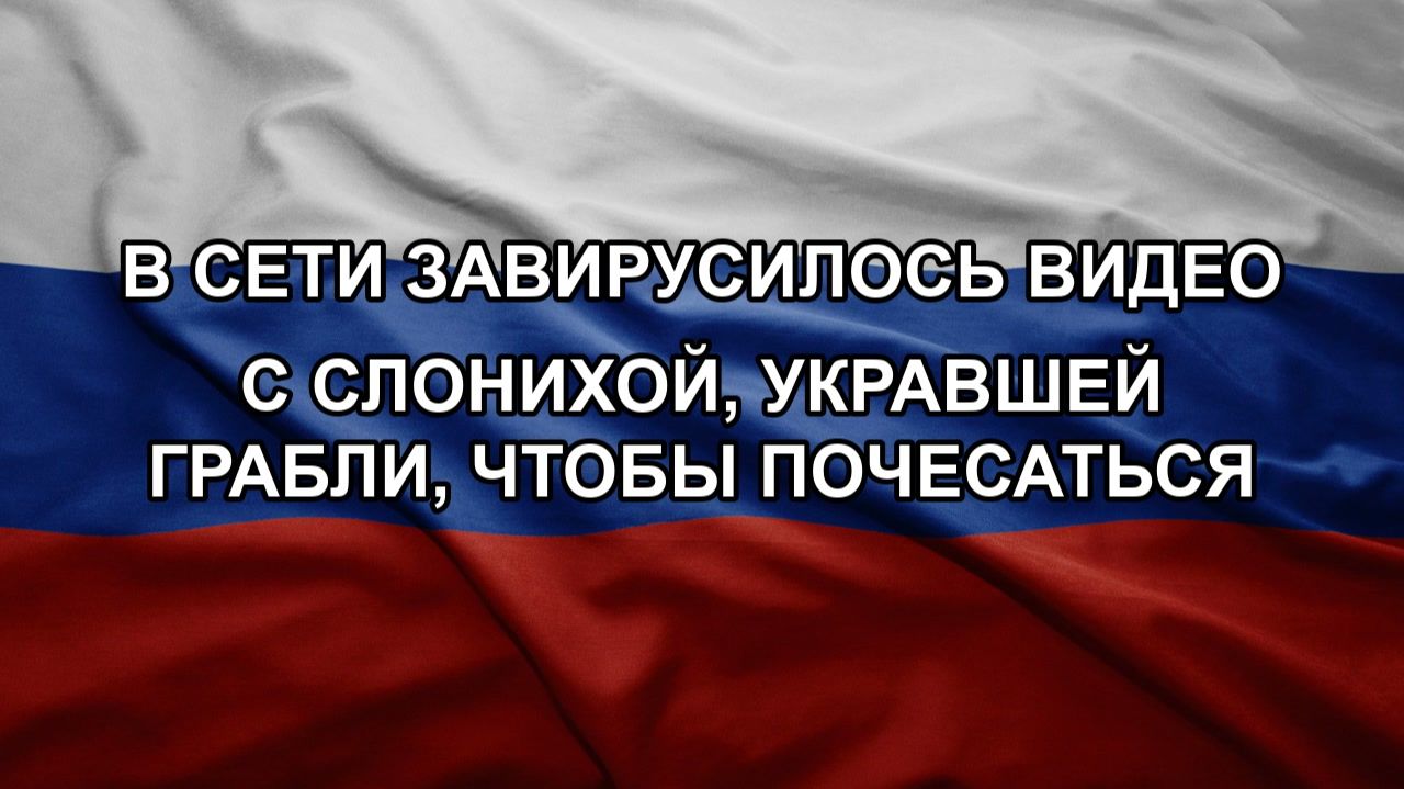 В Сети завирусилось видео с слонихой, укравшей грабли, чтобы почесаться смотреть онлайн