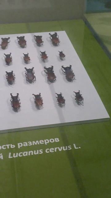 Жужелицы
