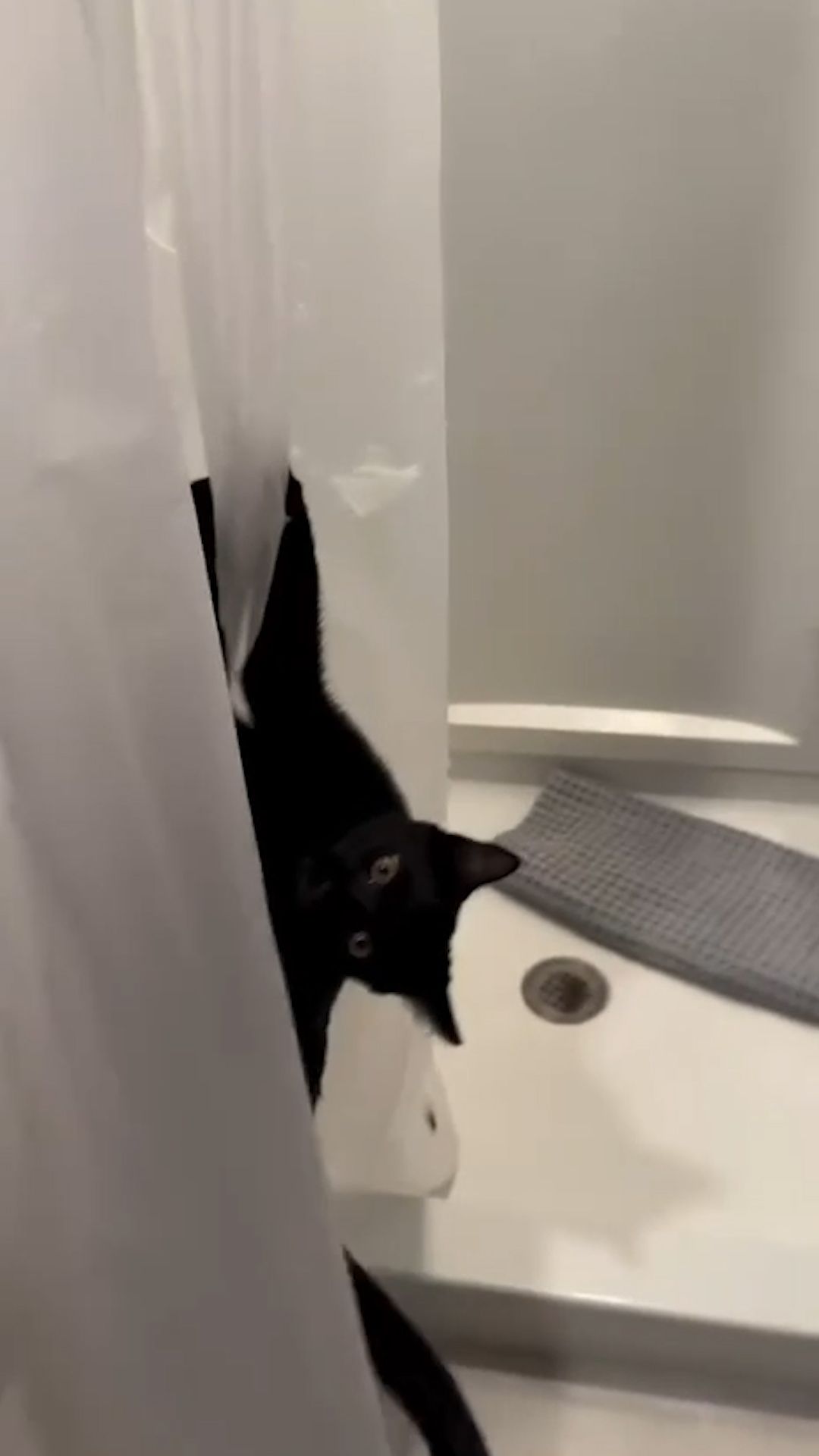 Коты есть коты #кот #cat #kitty #тренд #рекомендации #trending #trend #fun #funnyvideo #lol #shorts