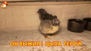 Он выжил! Первые часы жизни спасённого цыплёнка