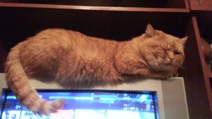 Кот и телевизор