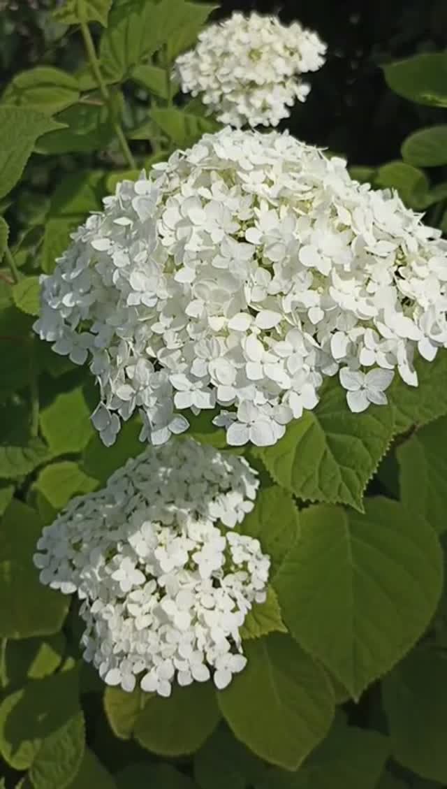Мои цветы.