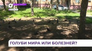 Десятки мёртвых голубей обнаружили в одном из скверов Владивостока