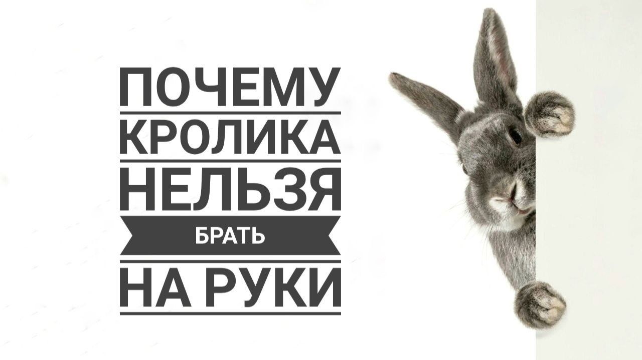 Почему декоративного кролика не нужно брать на руки