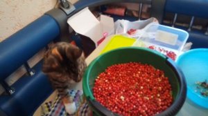 Не знаю как давно это было снято , но это моя Сонечка 😊😊😊.