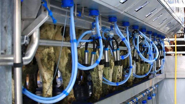 Доильный Зал Параллель от Дейримилк