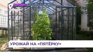 Урожай на «пятёрку»: ученики школы села Новодевица увлечены агрономией